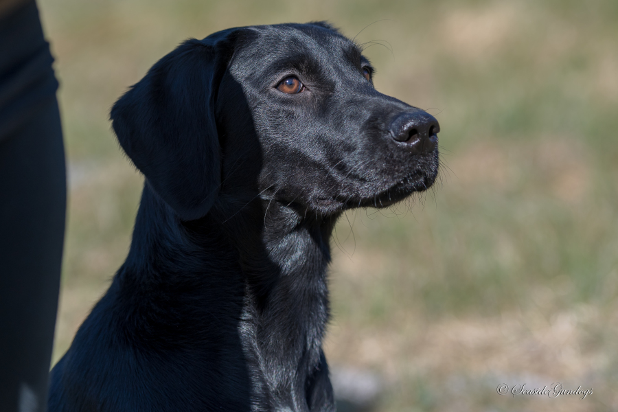 Unghund til salg, trænet jagthund, dejlig jagtkammerat, bedste ven, familiehund